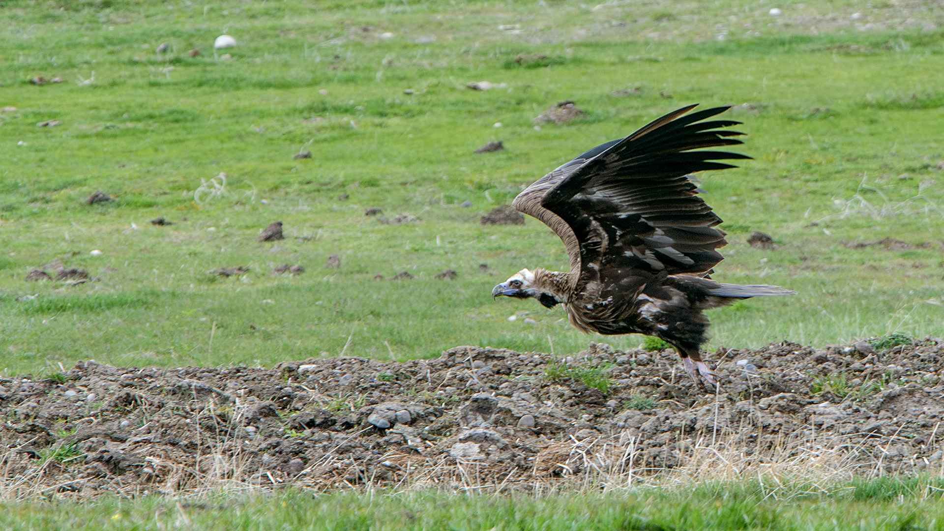Cinereous Vulture